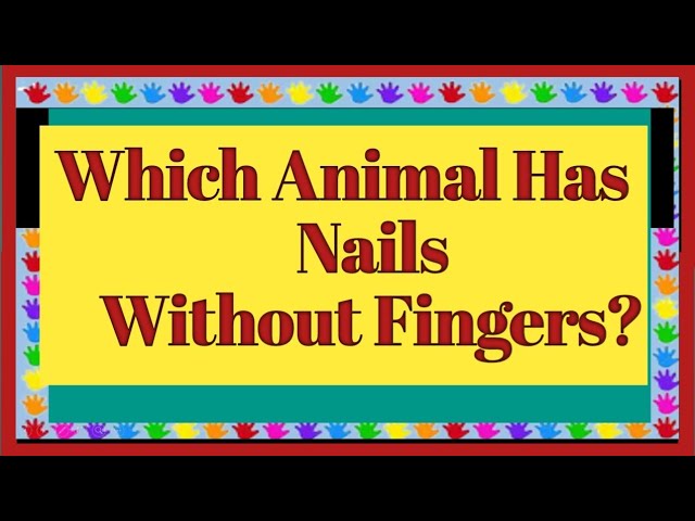 Press-on Nails: the Good, the Bad and the Cruelty-free — ThisIsKassia