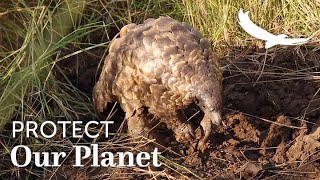 Protect our Planet | Conservation in Action | Pangolin Soft Release Process screenshot 5
