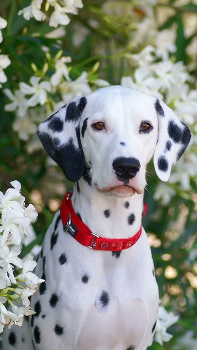 Хотите розыгрыш классного ошейника? #собака #dalmatian #далматин - YouTube