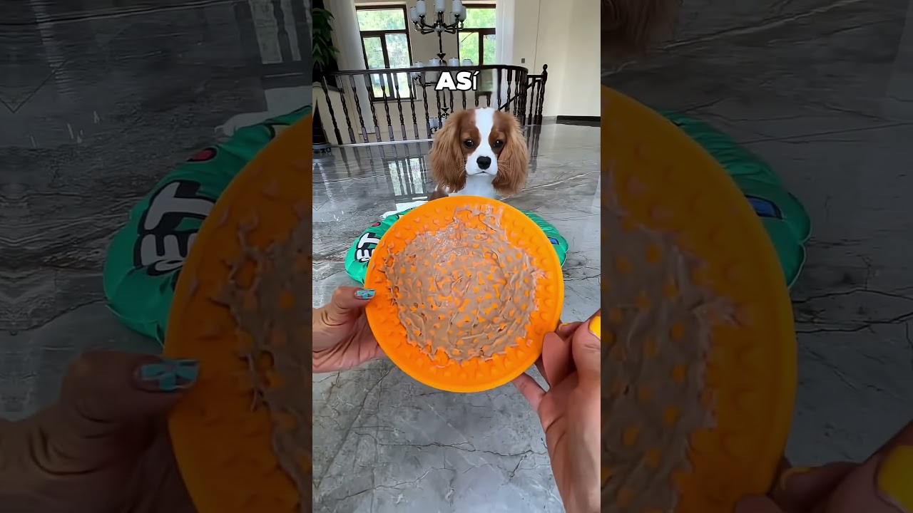 Este Perrito Se Mordía Las Orejas Al Comer 🤯❤️