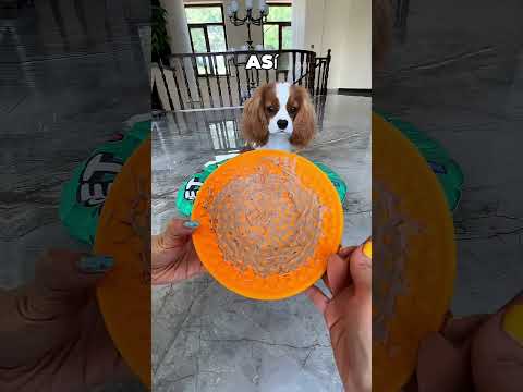 Este Perrito Se Mordía Las Orejas Al Comer 🤯❤️