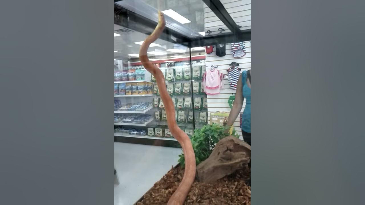 SMART ESCAPING SNAKE YouTube
