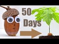 🌳Oak Tree from 🌰Acorn (50 Days Time-Lapse)