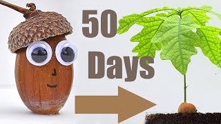 Oak Tree from Acorn (50 Days TimeLapse)