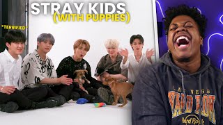 STRAY KIDS WITH PUPPIES SHOULD NOT BE THIS ICONIC!