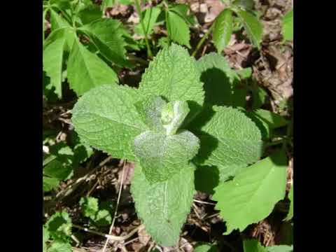 What is Apple mint and its Health Benefits