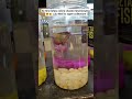 🐠 Colorful Betta Fish at Hyderabad Lulu Mall 😍✨ | Mini Aquarium Vibes #shorts