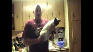 EPIC MACHINE GUN KITTY