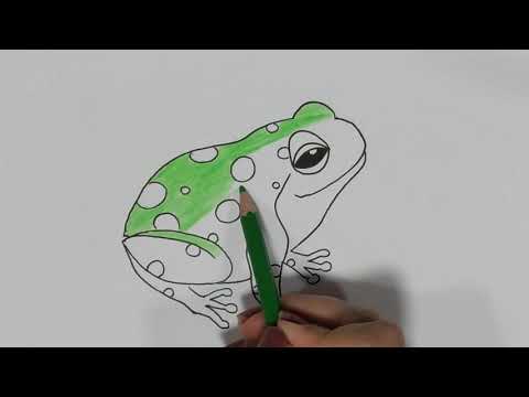 كيف ترسم ضفدعة بطريقة سهلة وبسيطة رسم ضفدع سهل للمبتدءين