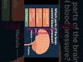 WHICH PART OF BRAIN CONTROL BLOOD PRESSURE?# CONTROL AND COORDINATION # CLASS 10