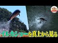 【下田海中水族館】ジャンプ５m超！大迫力のイルカショーを真上から撮影した映像が面白い！【どうぶつ奇想天外／WAKUWAKU】