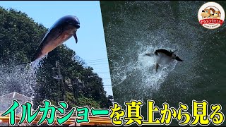 【下田海中水族館】ジャンプ５m超！大迫力のイルカショーを真上から撮影した映像が面白い！【どうぶつ奇想天外／WAKUWAKU】