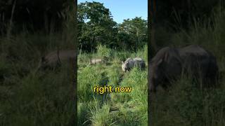 Baby Rhino up close in Jeep Safari???