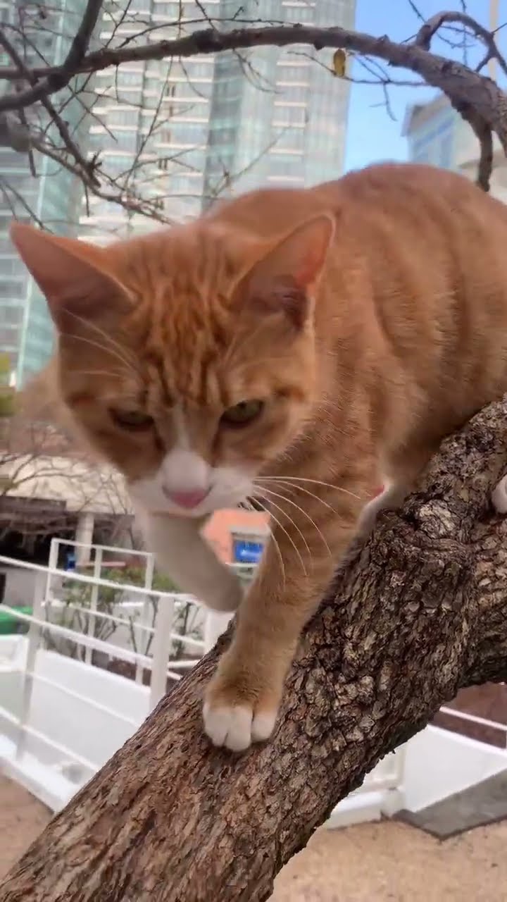 Top des vidéos très mignon ❤️ ❤️ ❤️ ❤️