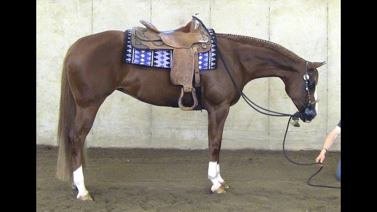 DONT SKIP THESEMOVES 2013 AQHA ALL AROUND SHOW MARE BY DONT SKIP ZIP
