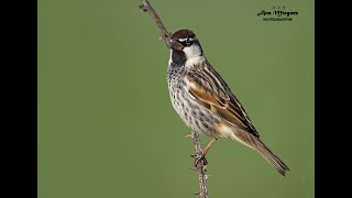 Gorrión moruno Spanish sparrow