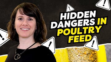 Marie Gallissot: Mycotoxin Risks in Poultry