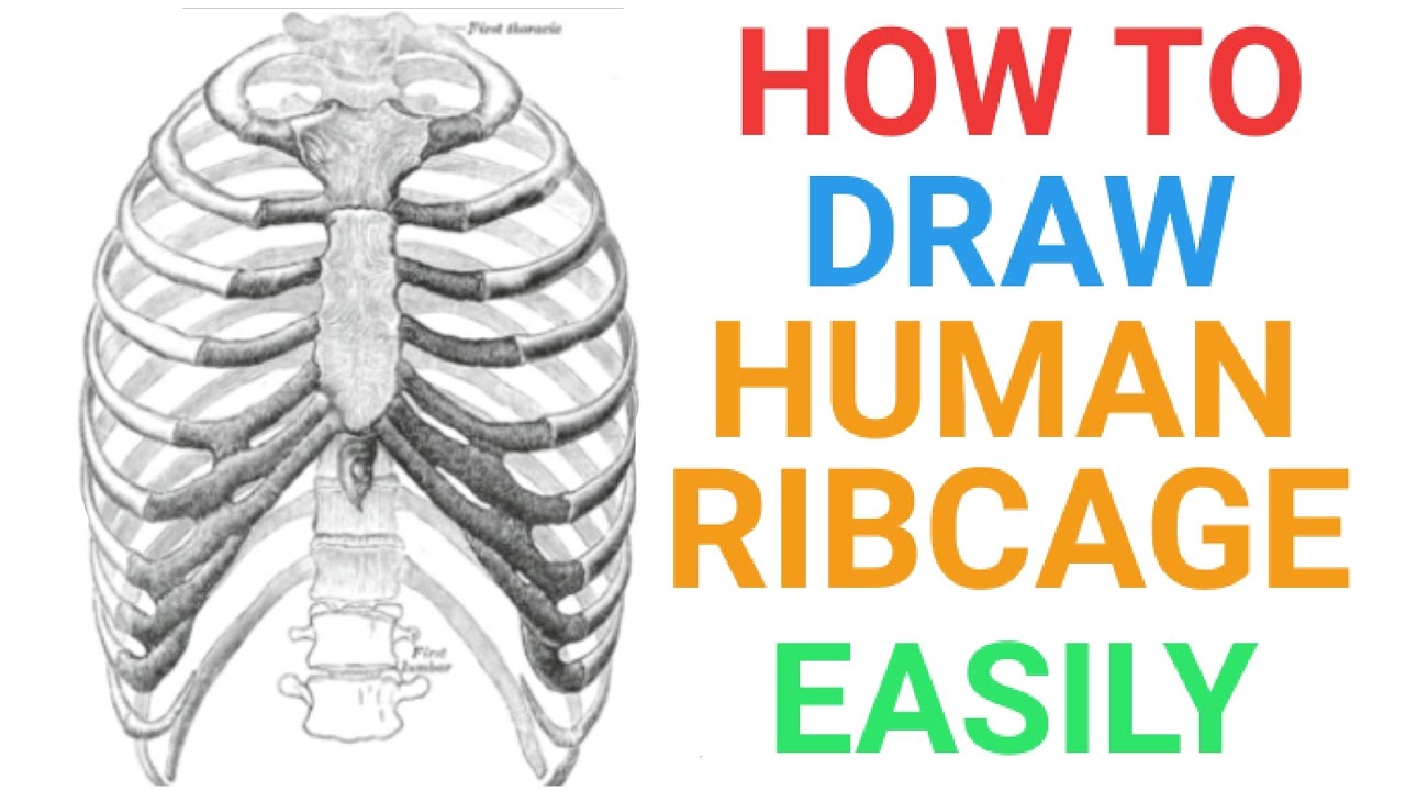 How To Draw Human Ribcage Easily For Exams Human Ribs Skeleton System Bones Ncert Youtube