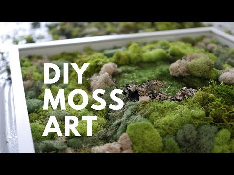 Video: DIY Plywood Moos