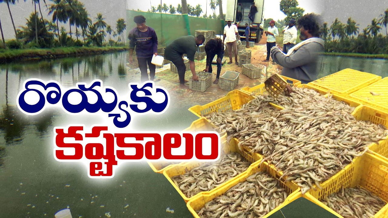 Aquaculture Crisis | Iran–Israel War Hits Shrimp Farmers