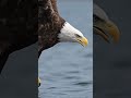 "Bald Eagle's Insane Fishing Strike – Talons Out! 🦅"