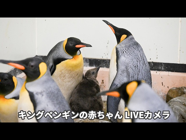 アーカイブ】キングペンギンの赤ちゃん定点カメラ(2026/4/10) - YouTube