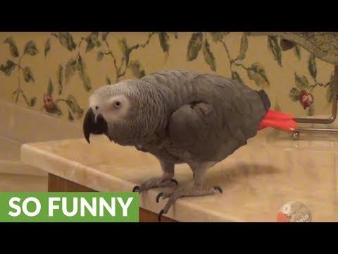 parrot-tries-to-get-owner's-affection-for-valentine's-day