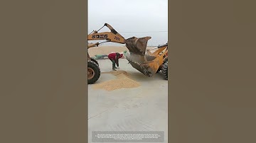 Process Of Two Loaders Loading Wheat !