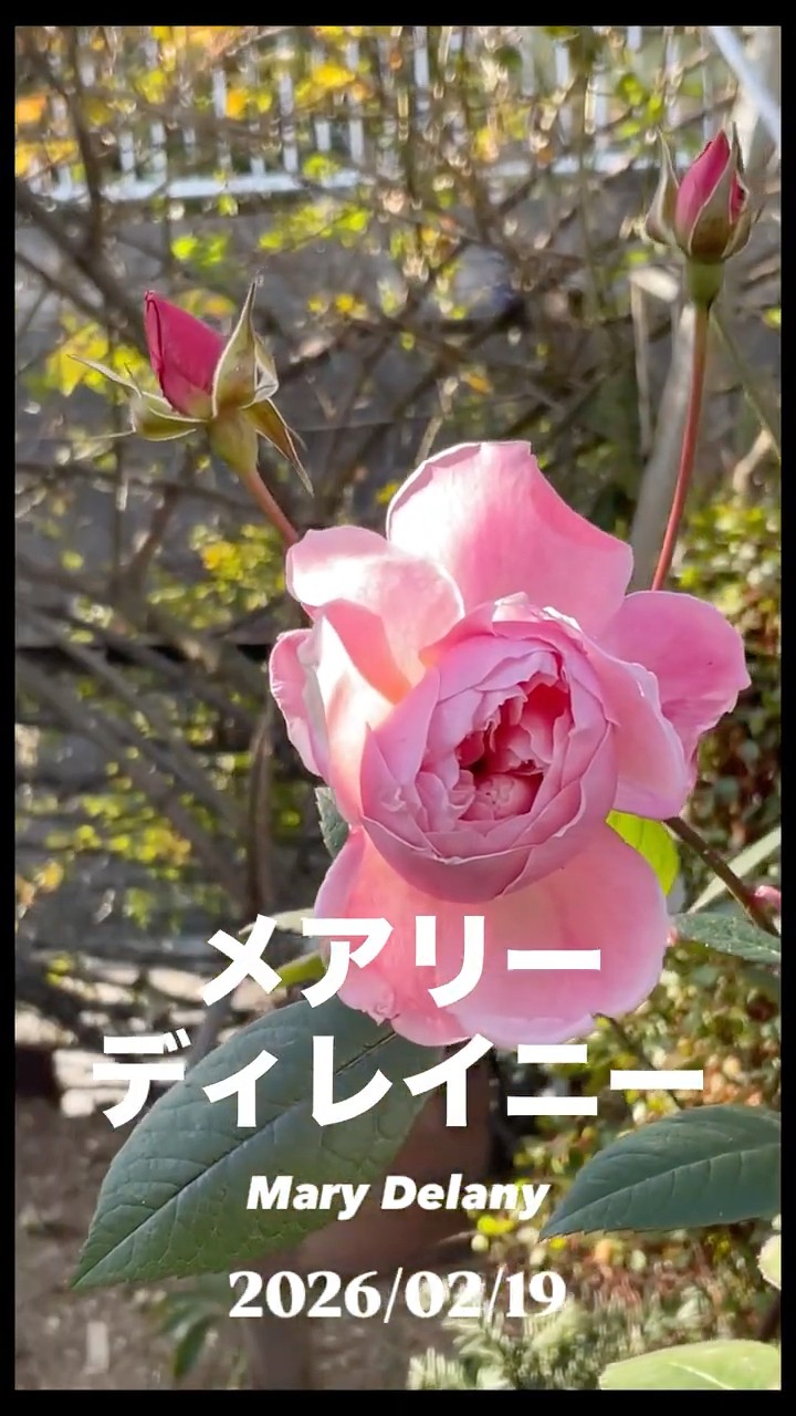 Mary Delany Mortimer Sackler February 19, 2026 David Austin Shrub