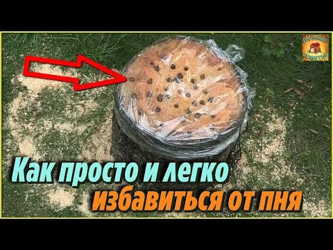 Как избавиться от пня на даче. Самый простой и бюджетный способ без корчевания. Дачные Советы