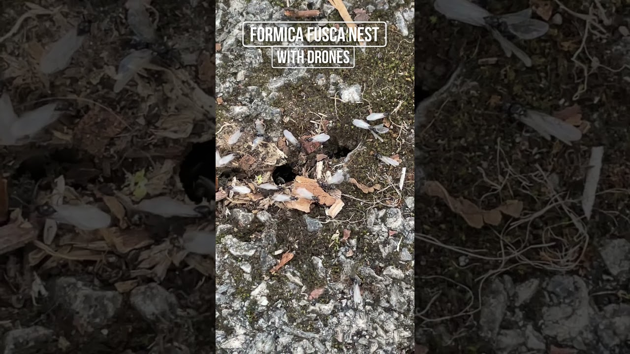 Formica Fusca Ant Nest 