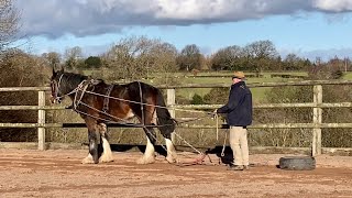 Young Shire Horses Pulling a Tyre Training