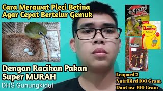 Cara Merawat Pleci Betina !! Agar Cepat Bertelur Gemuk (Dengan Pakan Racikan)