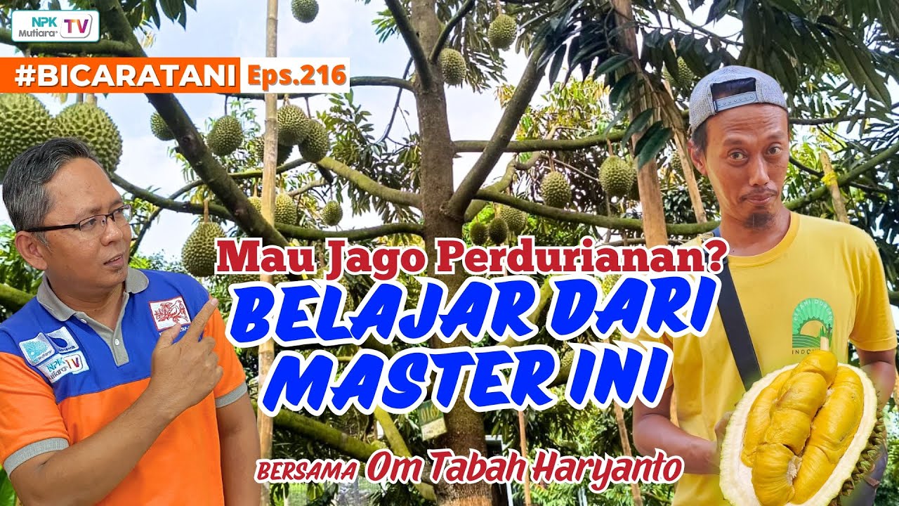 Resep Rahasia Sang Master!! Bikin Panen Durian Tetap Enak Di Musim Hujan | BICARATANI #216