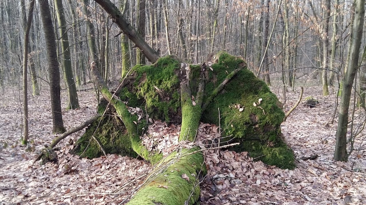 ⁣НАШЛИ В ЛЕСУ ЗОЛОТО!!! ЛЮБЫМ МЕТАЛЛОИСКАТЕЛЕМ МОЖНО НАЙТИ ЗОЛОТО!!! В Поисках Клада и Сокровищ