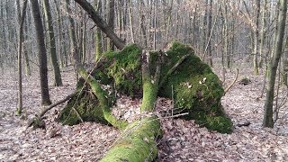 НАШЛИ В ЛЕСУ ЗОЛОТО!!! ЛЮБЫМ МЕТАЛЛОИСКАТЕЛЕМ МОЖНО НАЙТИ ЗОЛОТО!!! В Поисках Клада и Сокровищ