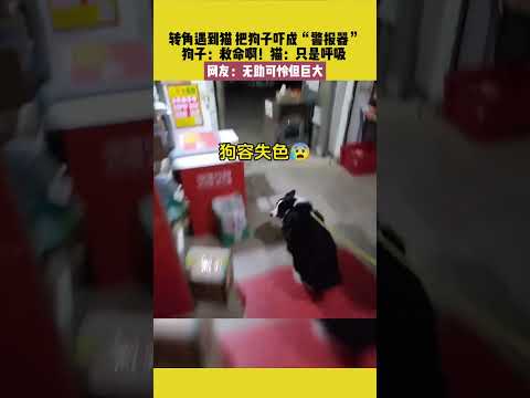 轉角遇到貓，把狗子嚇成“警報器”，狗子：救命啊！貓：只是呼吸。網友：無助可憐但巨大 #宠哈哈