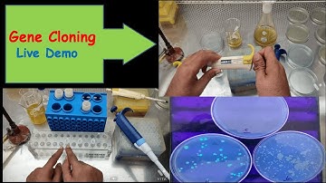Gene Cloning (LIVE DEMO)