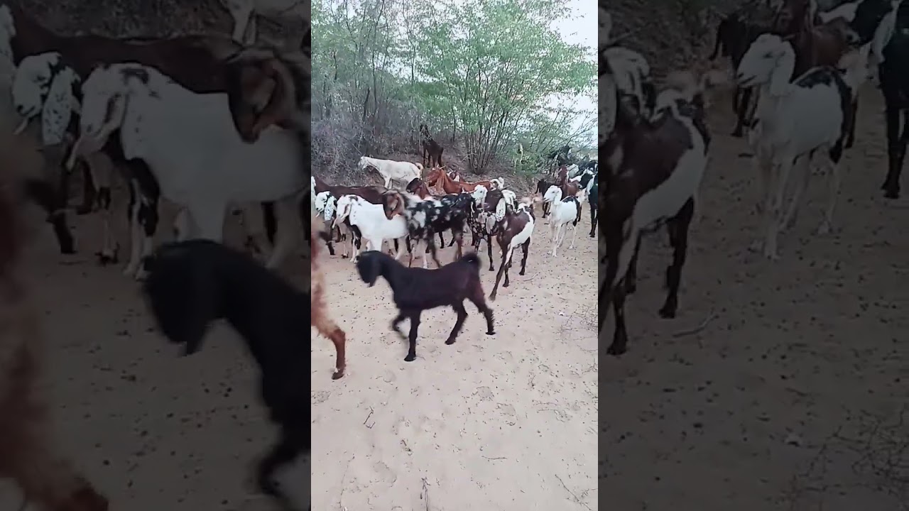 The goats are still standing in the desert 