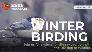 Winter Birding