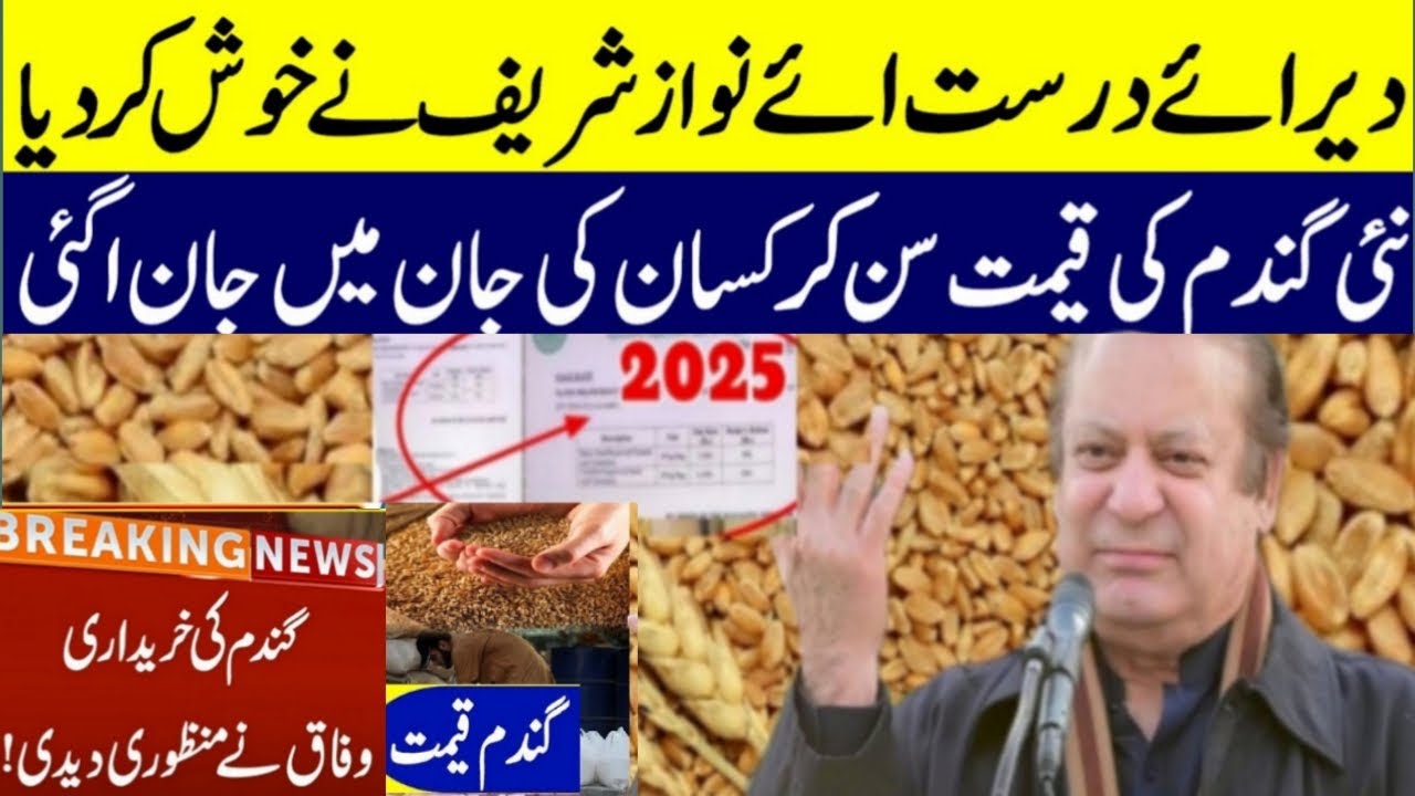 Today Wheat price in punjab | گندم کا ریٹ 2025 | wheat price 2025 in ...