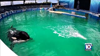 EXCLUSIVE look at prep to move Miami's killer whale