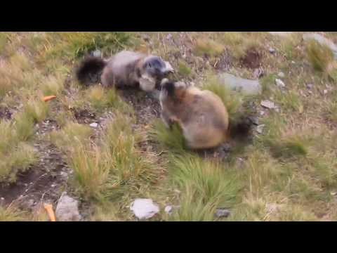 the marmot combat