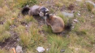 the marmot combat