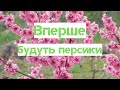 Наталя Фаліон (Лісапетний батальйон) - Вперше будуть персики