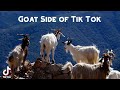 Goat Side of Tik Tok