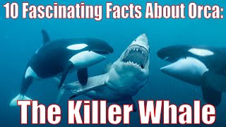 10 Fascinating Facts About Orca: The Killer Whale #orca #killerwhales #freewilly by I kiss Animal 462 views 1 year ago 2 minutes, 55 seconds