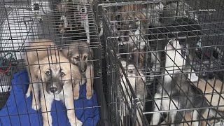 Norfolk SPCA caring for 'lucky 13' dogs rescued from Virginia Beach house fire