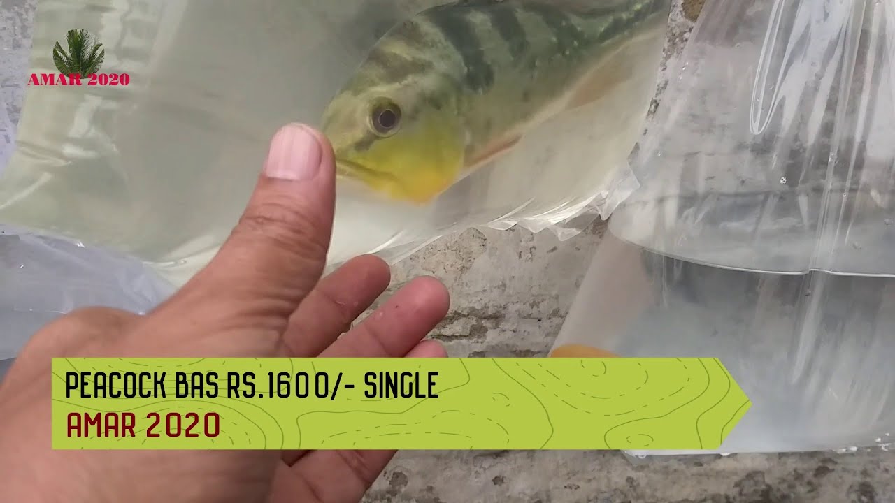 CHEAPEST AQUARIUM FISH MARKET GALIFF STREET PET MARKET KOLKATA WEST