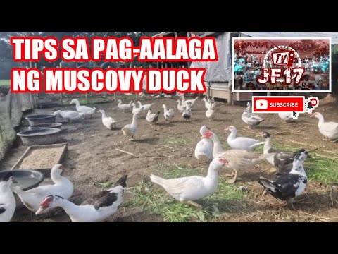 Video: Paano Magtataas Ng Mga Pato